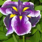 1 / 7cm Bareroot