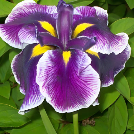 Iris ensata 'Crystal Halo'