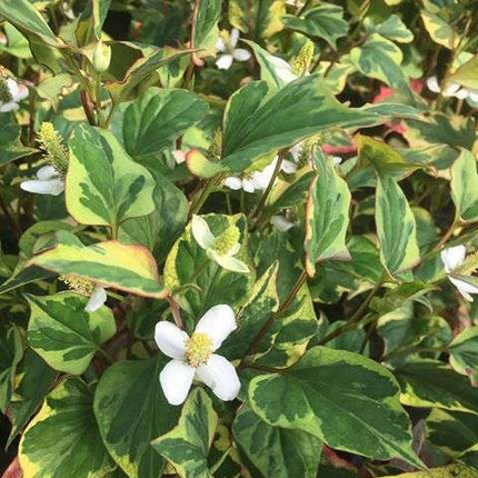 Houttuynia cordata 'Boo Boo'