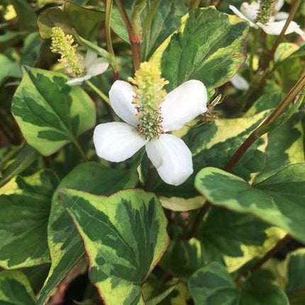 Houttuynia cordata 'Boo Boo'