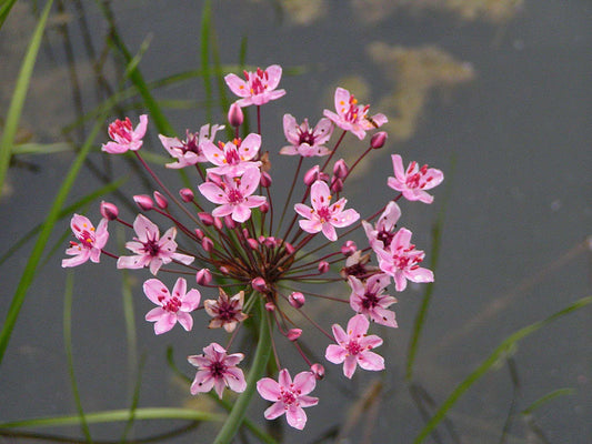 Butomus umbellatus (Flowering rush) - Marginal Pond Plants - MP011