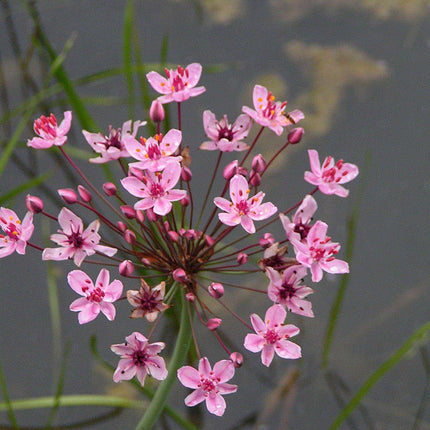 Lincolnshire Pond Plants Bee Pack - BFPL01