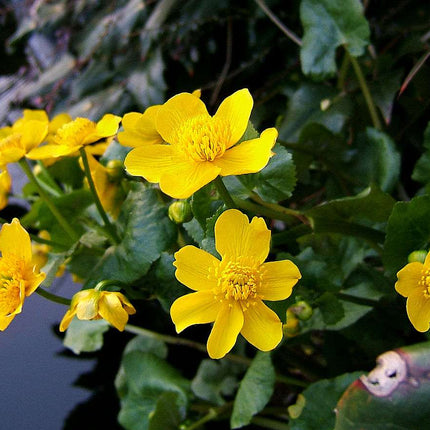 Lincolnshire Pond Plants dragonflies & damselflies  Marginal 8 Pack Potted -DD802