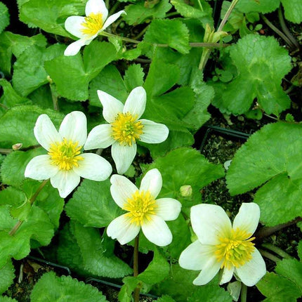 Caltha palustris alba