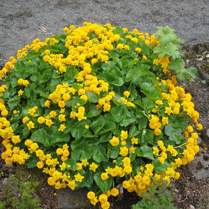Caltha palustris