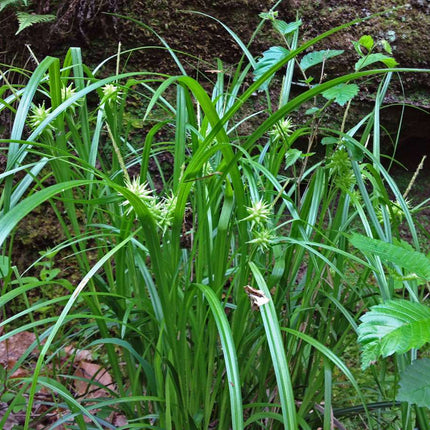 Carex grayi