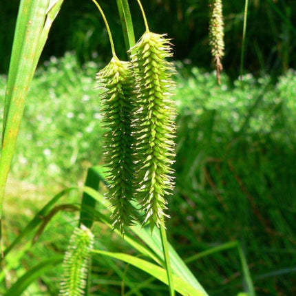 Carex pseudocyperus