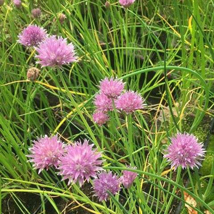 Allium schoenoprasum