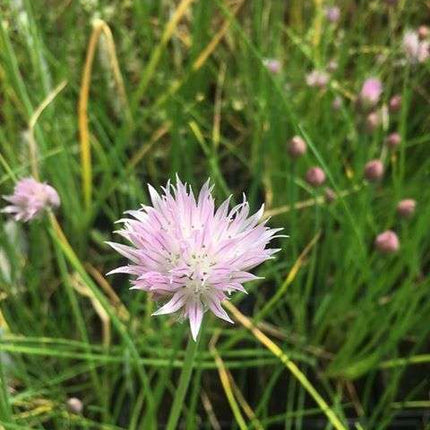Allium schoenoprasum