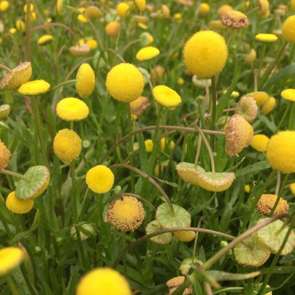 Cotula coronopifolia