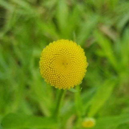Cotula coronopifolia