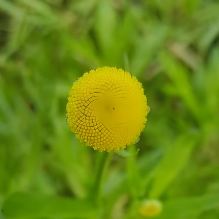 Cotula coronopifolia