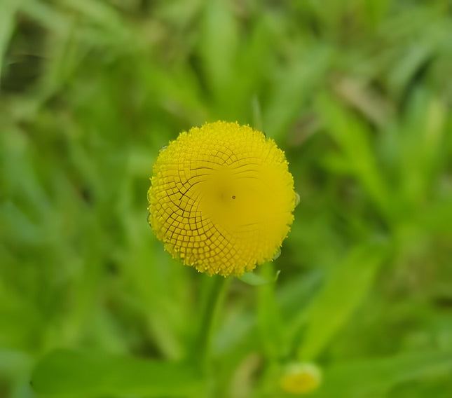 Cotula coronopifolia