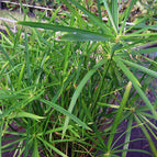 1 / 7cm Bareroot