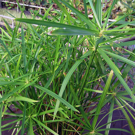 Cyperus alternifolius 'Gracilis'