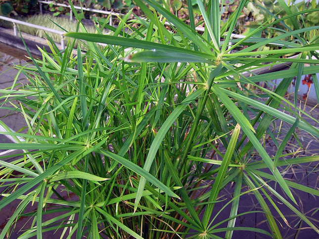 Cyperus alternifolius 'Gracilis'