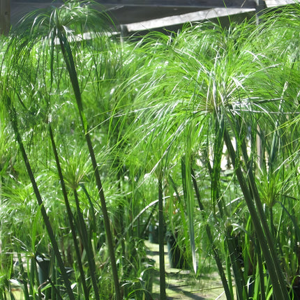 Cyperus papyrus