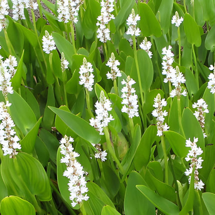 Pontederia cordata 'Alba'