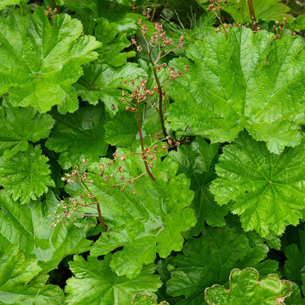 Darmera peltata