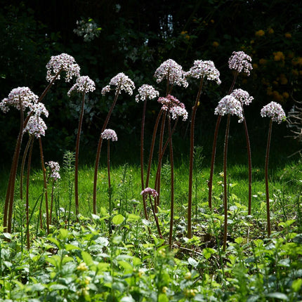 Darmera peltata