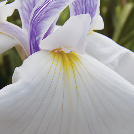 Iris ensata 'Emotion'