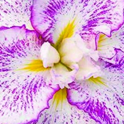 Iris ensata 'Freckled Geisha'