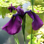 1 / 7cm Bareroot