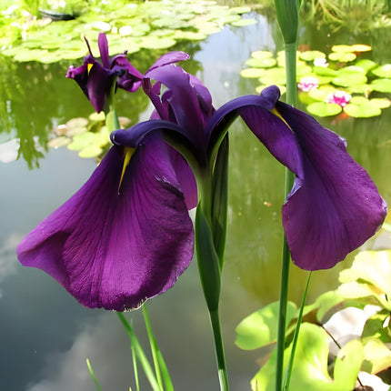 Iris ensata 'Ruby King'