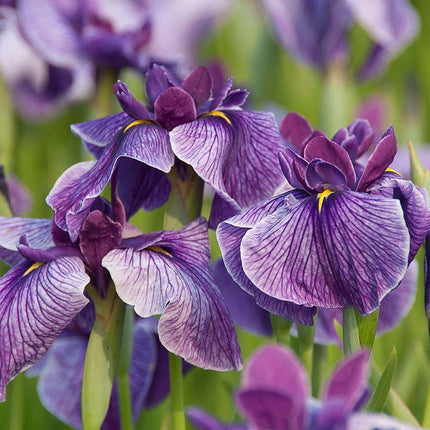 Iris ensata 'Activity'