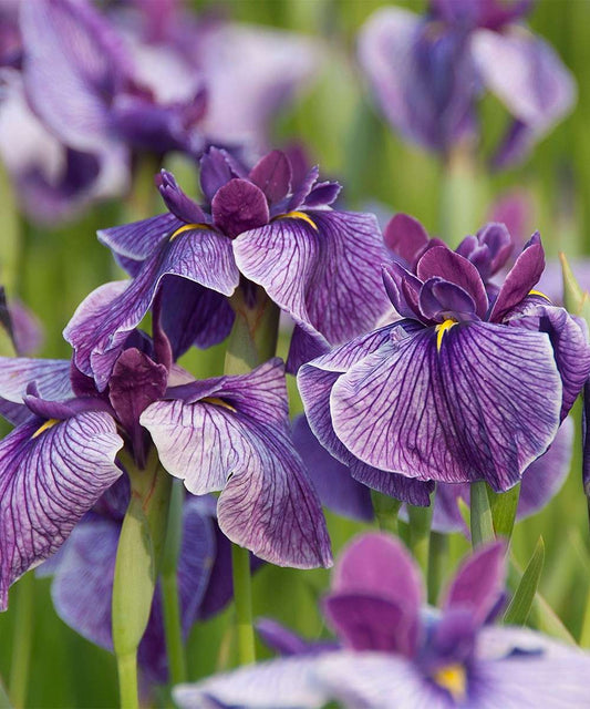 Iris ensata Activity - Marginal Pond Plants - BP051
