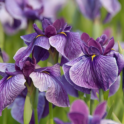 Iris ensata 'Activity'