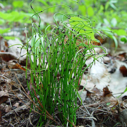 Equisetum scirpoides