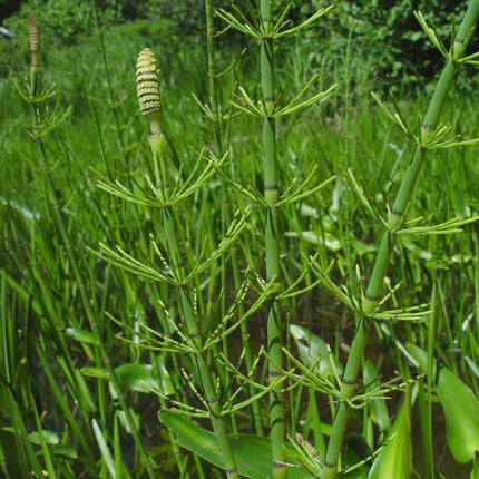 Equisetum fluviatile