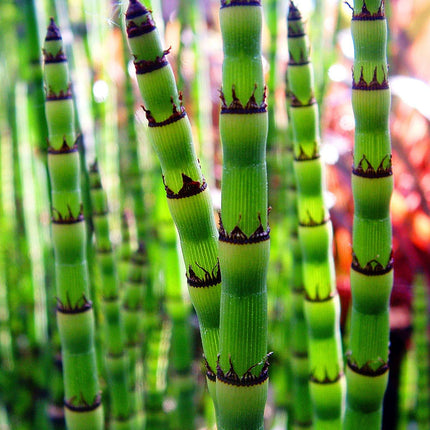 Equisetum robustum