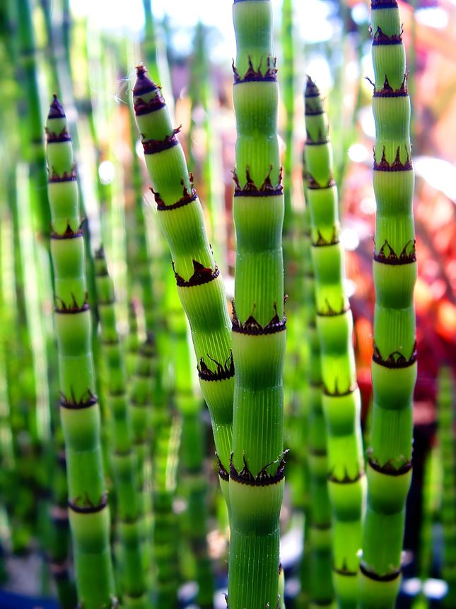 Equisetum robustum
