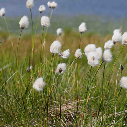 Eriophorum scheuchzeri