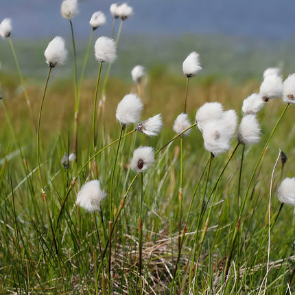 Eriophorum scheuchzeri