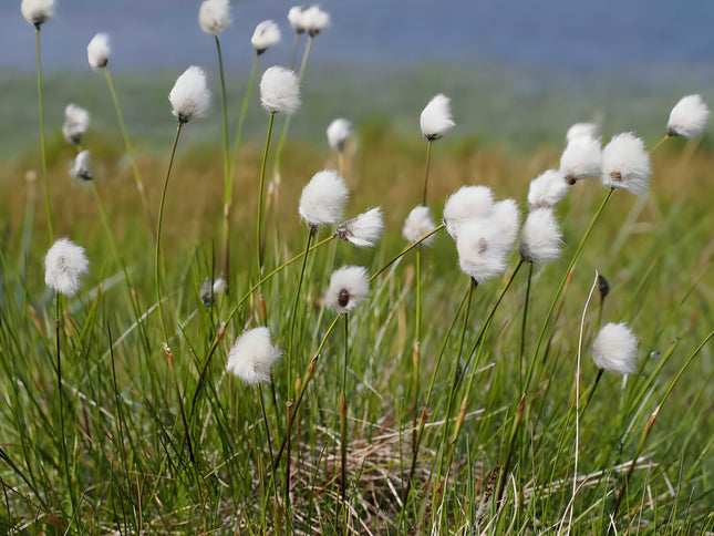 Eriophorum scheuchzeri