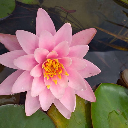 Nymphaea 'Fabiola'