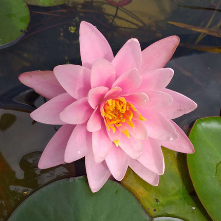 Nymphaea 'Fabiola'