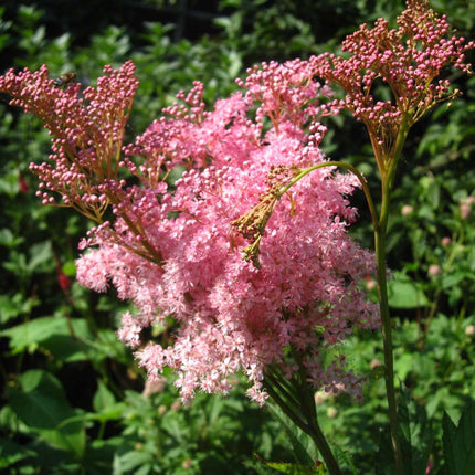 Filipendula rubra 'Venusta Magnifica'