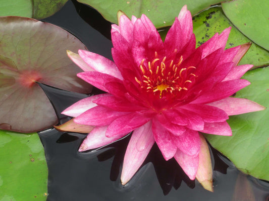 Flammea Water Lily - Pond Plants - MW07