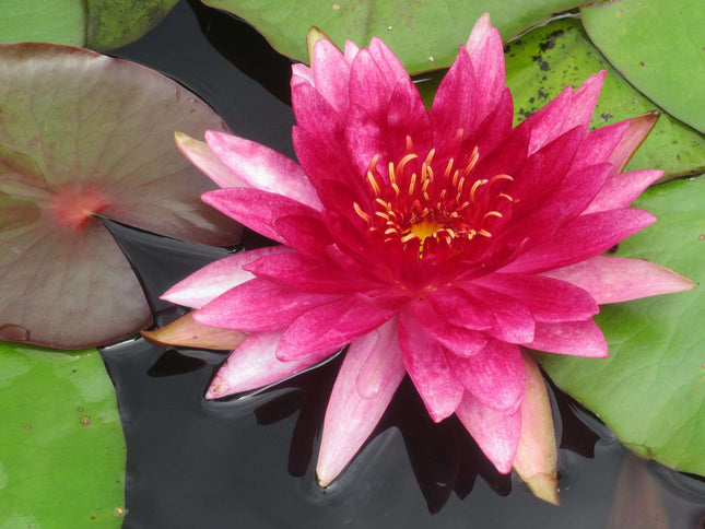 Lincolnshire Pond Plants dragonflies & damselflies Pack Potted - DDPL02