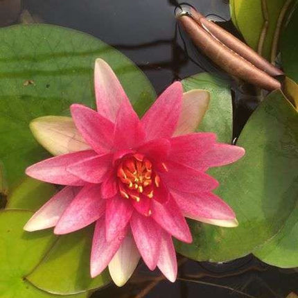 Nymphaea 'Formosa'