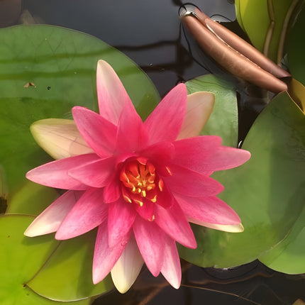 Nymphaea 'Formosa'