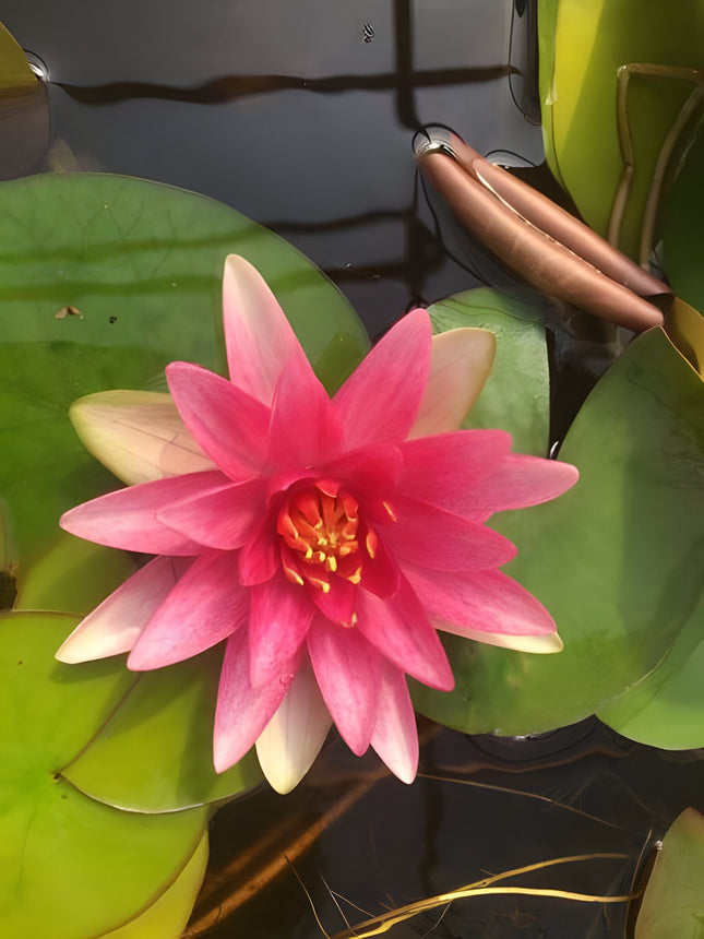 Nymphaea 'Formosa'