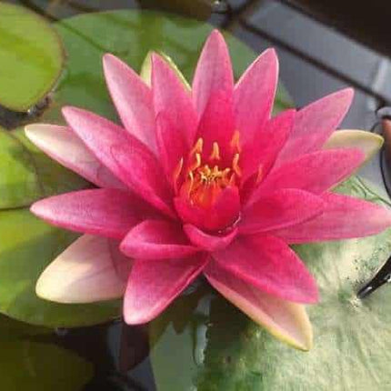 Nymphaea 'Formosa'