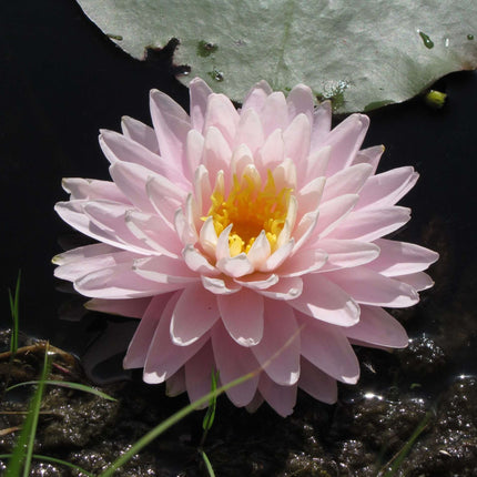 Nymphaea 'Gloire du Temple-sur-Lot'