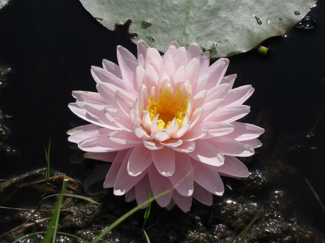Nymphaea 'Gloire du Temple-sur-Lot'