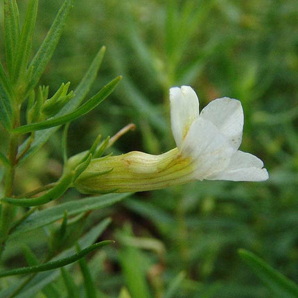 Gratiola officinalis